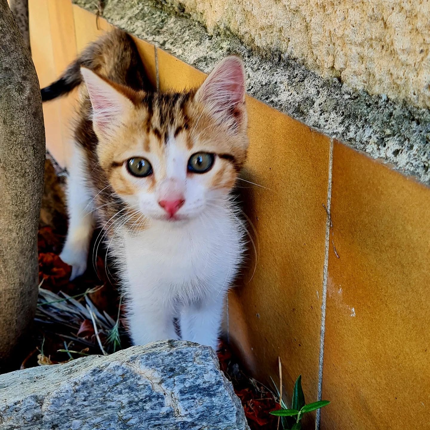 Le totem du chat : Il symbolise l’indépendance, l’aventure et la patience. Associé à la magie, à la sorcellerie et à l’au-delà selon certaines ethnies, il est le compagnon préféré de l’homme. Son influence vous aide à développer votre créativité en sortant de votre zone de confort. Le chat est un puissant guide protecteur et partage avec vous son agilité, son courage et sa facilité à se relever après être tombé de haut.