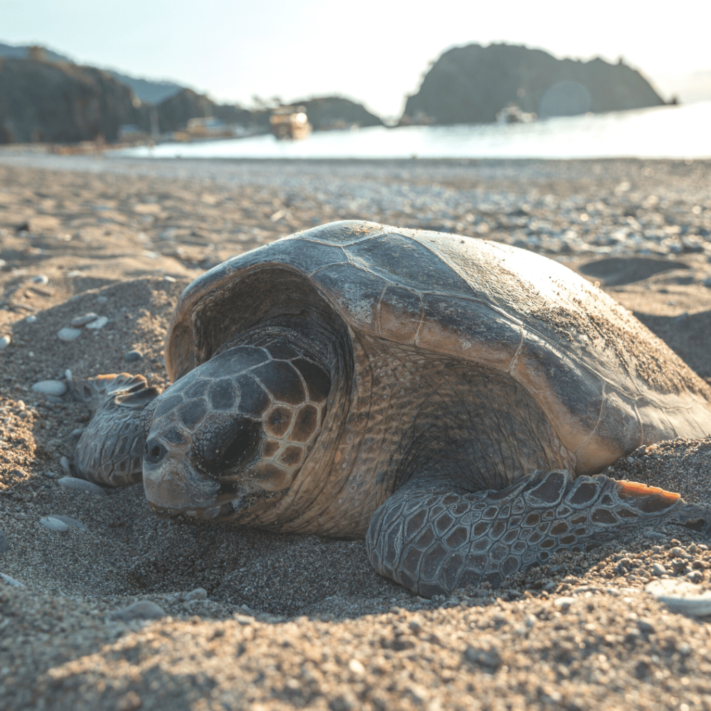 Les tortues de mer se guident par le champ magnétique terrestre en suivant des corridors sous-marins.