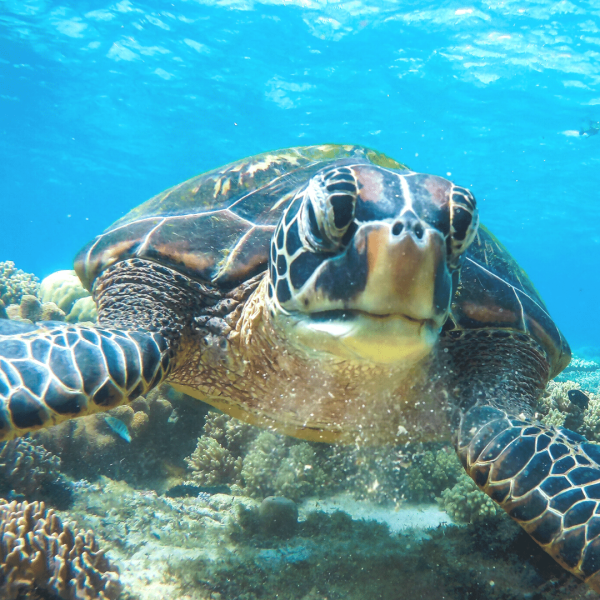 Le Totem spirituel de la Tortue de mer, symbole de protection et de longévité nous apprend d’ailleurs à poursuivre notre chemin étape par étape, même si cela prendra parfois du temps.