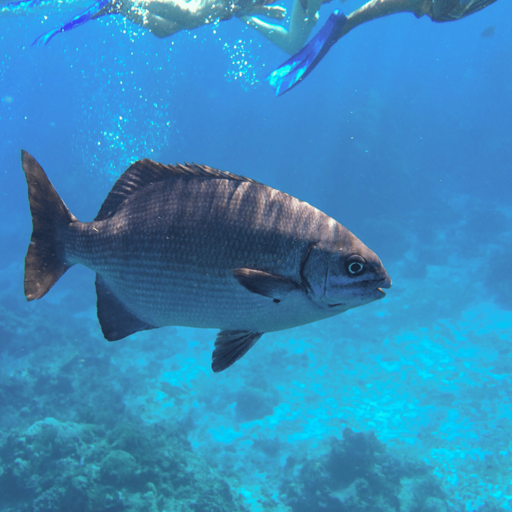 L'ichthyomancie est la divination par les poissons et elle est principalement connue pour avoir été utilisée pendant la guerre de Troie.