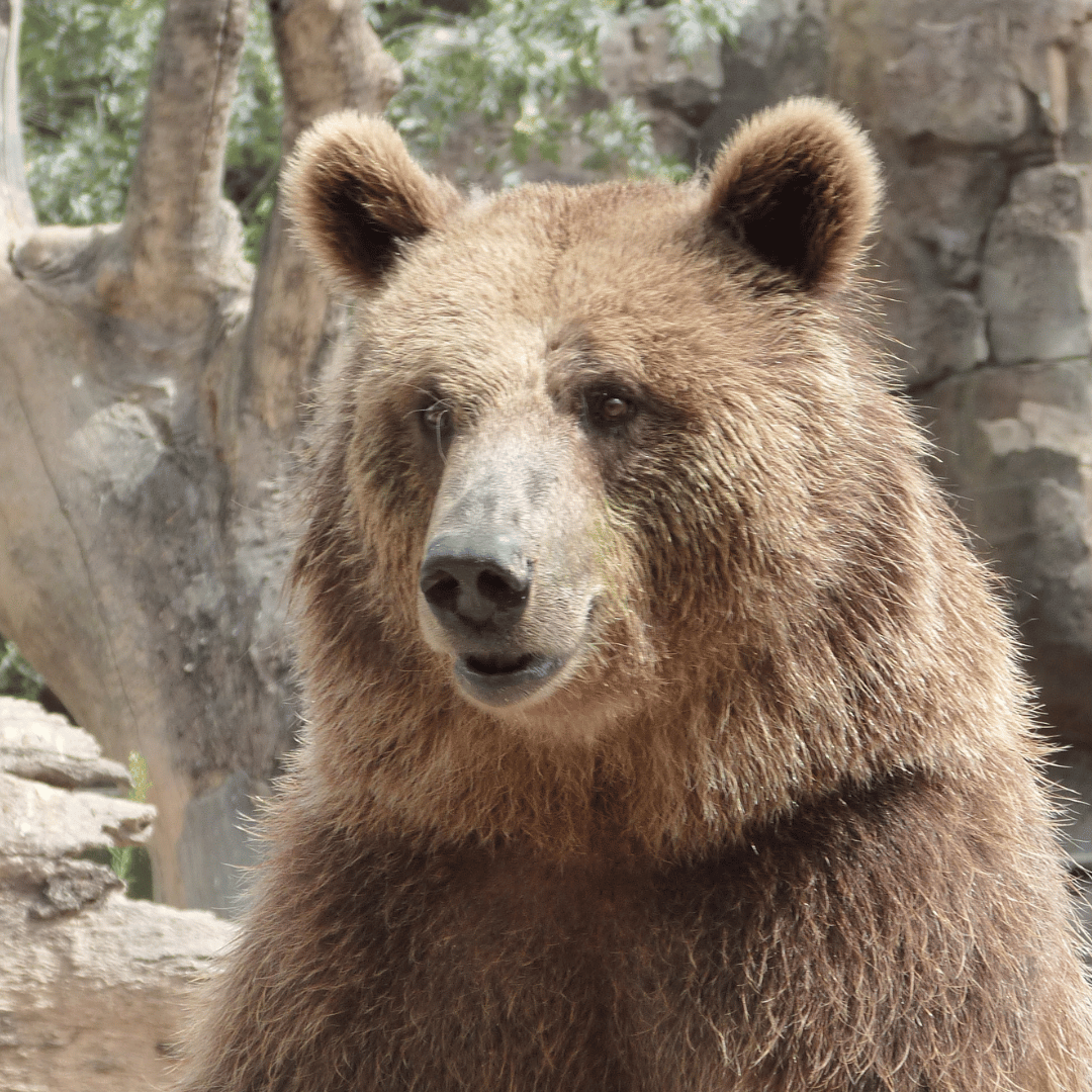 Le totem de l'ours symbolise la force, la combativité et l’introspection. Le totem de l’ours est souvent celui des guérisseurs et des guerriers. Il vous soutient lors des moments difficiles en vous redonnant confiance en vous. Son pouvoir de guérison vous procure un apaisement tant au niveau physique, spirituel ou émotionnel. L’ours est un animal solitaire et vous invite à prendre du recul et du repos en vous reconnectant à la nature. Ce guide spirituel veille à ce que vous preniez votre destin en main en vous fiant à votre instinct.