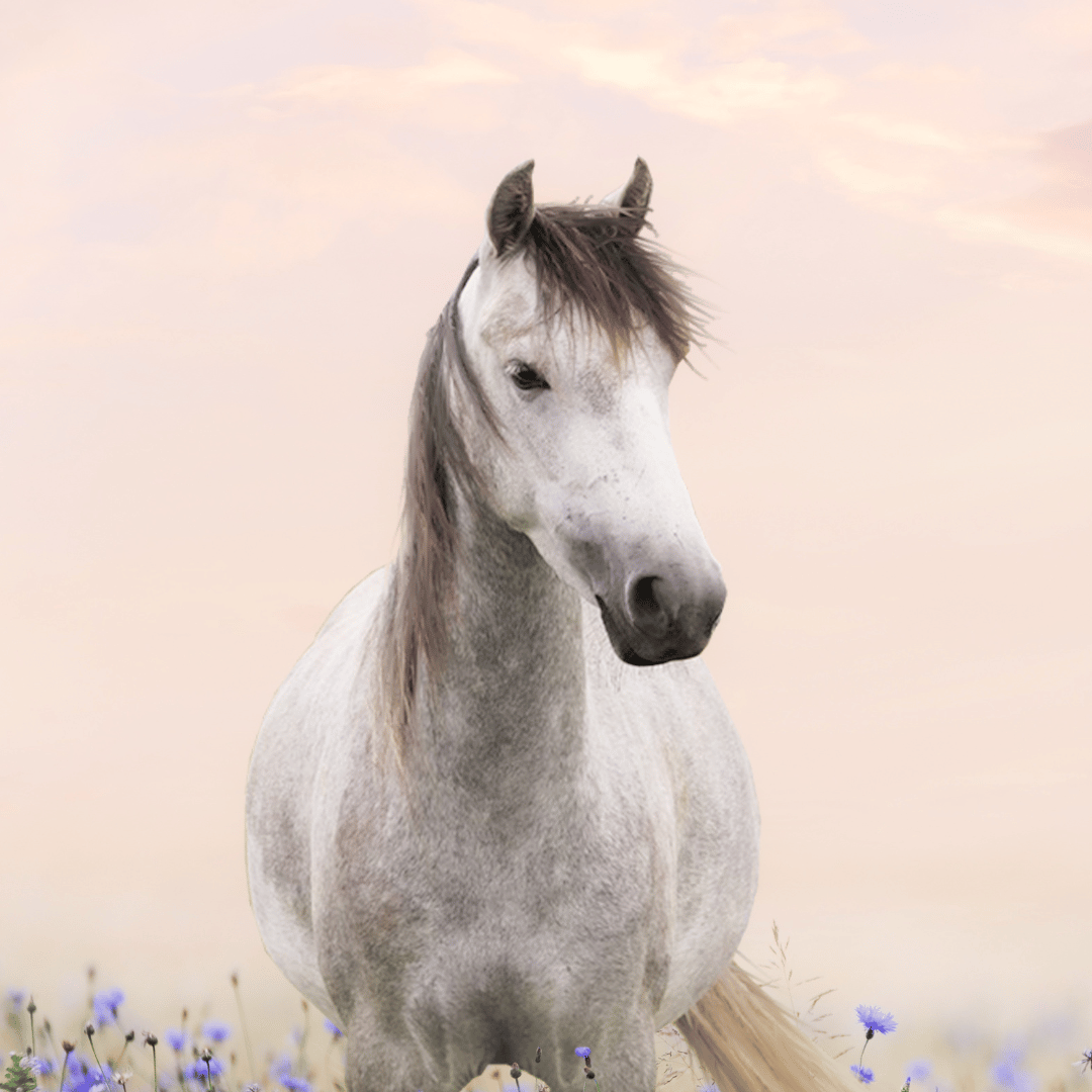 Le totem du cheval symbolise la liberté, la passion et la motivation. Le totem du cheval vous aide à apaiser votre dualité ainsi que vos émotions exacerbées pour trouver un équilibre. Il vous guide pour dépasser vos limites physiques, psychologiques et émotionnelles et ainsi révéler votre véritable MOI. Le totem du cheval partage avec vous sa sensualité, son énergie vitale et son envie de vivre malgré les épreuves.