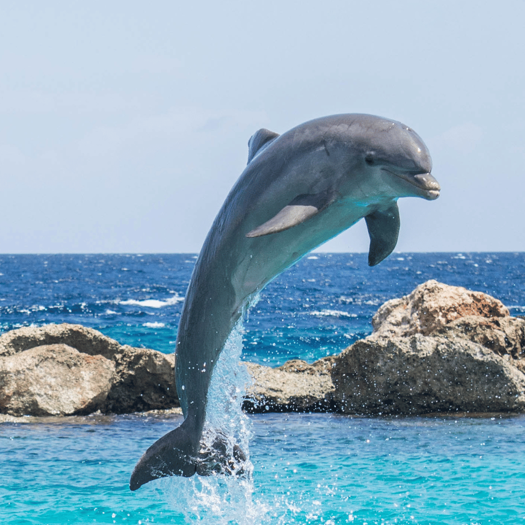 Le totem du dauphin symbolise la joie, la douceur, la compassion et la communication. Le totem du dauphin aide à vous libérer de l’ego en étant plus compréhensif du monde qui vous entoure. Il vous apprend à apprécier les petites choses de la vie et à prendre la vie du bon côté en toutes circonstances. Le dauphin partage avec vous son intelligence, sa joie de vivre et vous invite à développer vos facultés psychiques.