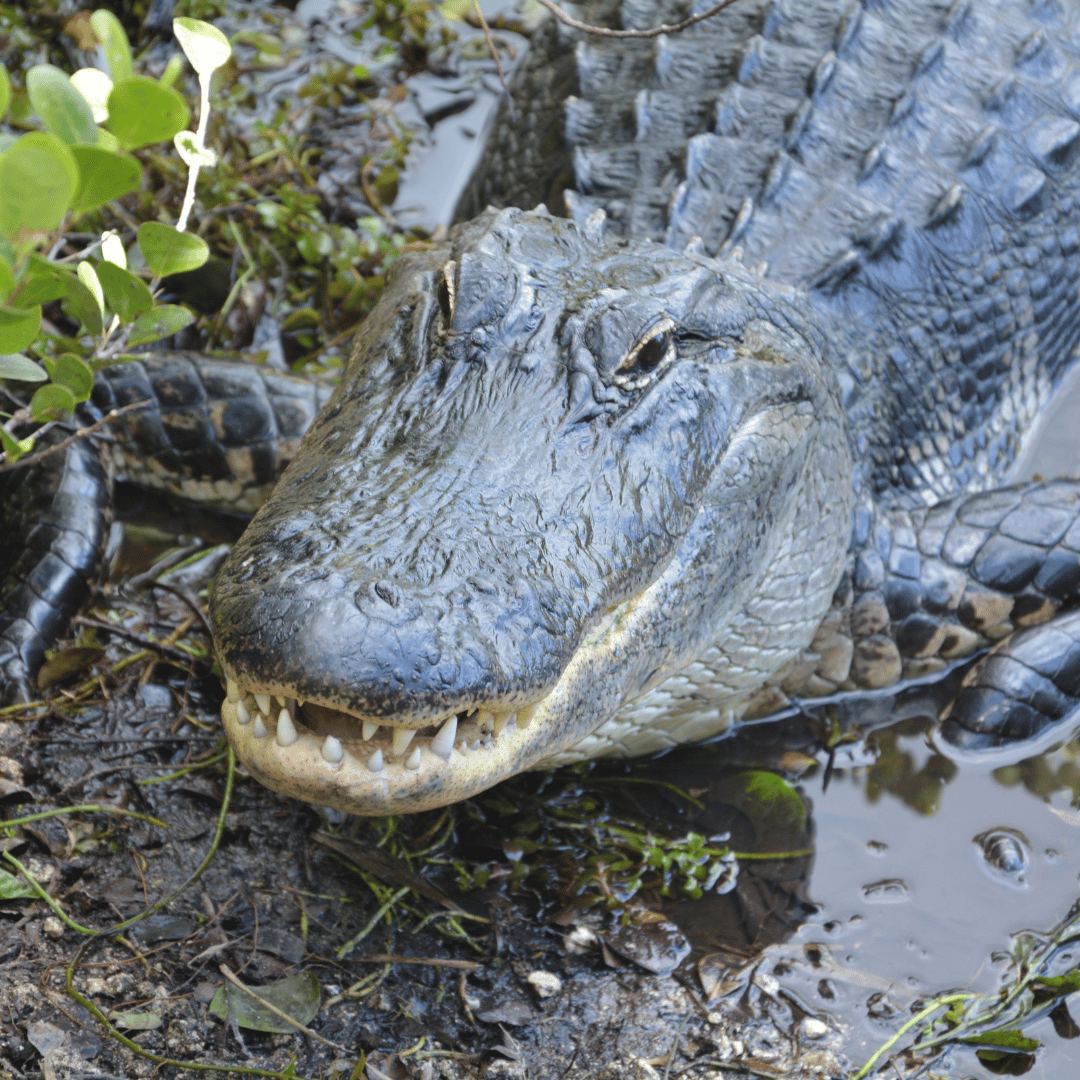 Le totem du crocodile symbolise la patience, la ténacité, le libre-arbitre et l’honneur. Le totem du crocodile veille en vous enseignant la réactivité face à des attaques psychiques ou physiques à votre encontre ou celle de vos proches. Il vous apprend aussi à être observateur, la longévité et le sens de la famille. À vos côtés, cet animal suscite de la confiance en vous, de la force et de l’intelligence.