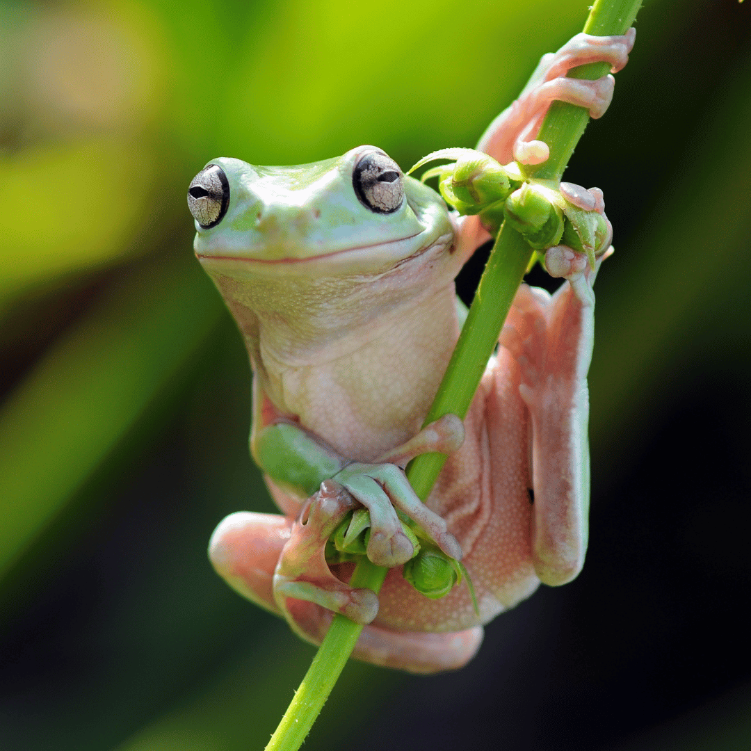 Le totem de la grenouille symbolise les vies antérieures, la transformation, l’abondance et la purification. Le totem de la grenouille est associé à la magie et aux sortilèges tout comme le chat, la chouette et le hibou. La grenouille vous accompagne et apporte de la douceur lors de changements de vie ou lors d’évolutions spirituelles. Ce guide spirituel veille à votre bien-être et vous apprend à vous libérer des liens toxiques en utilisant votre énergie à bon escient.