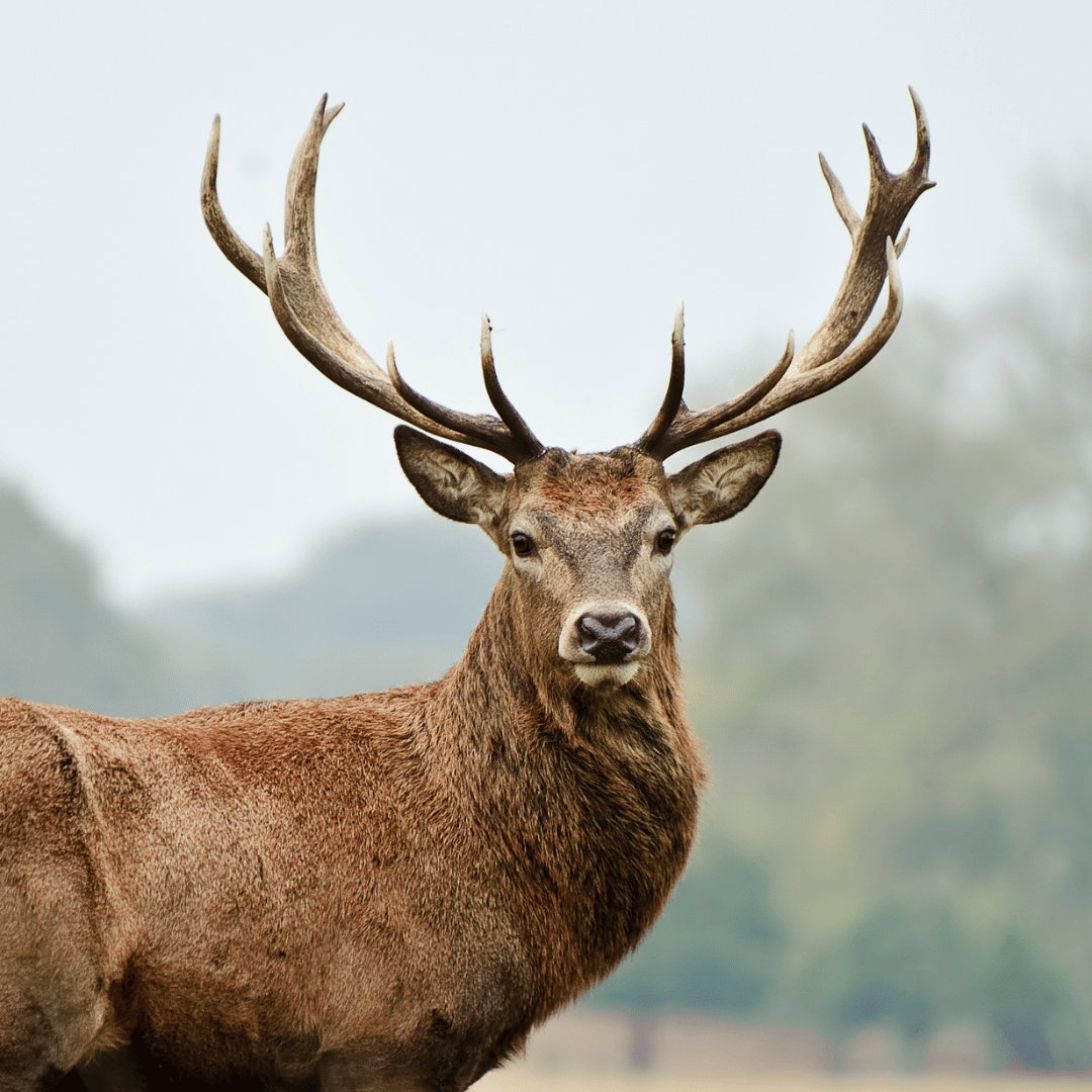 Le totem du Cerf accompagne le signe astrologique du Gémeaux.