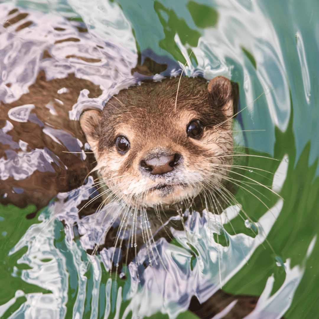 Le totem de la loutre accompagne le signe astrologique du Verseau.