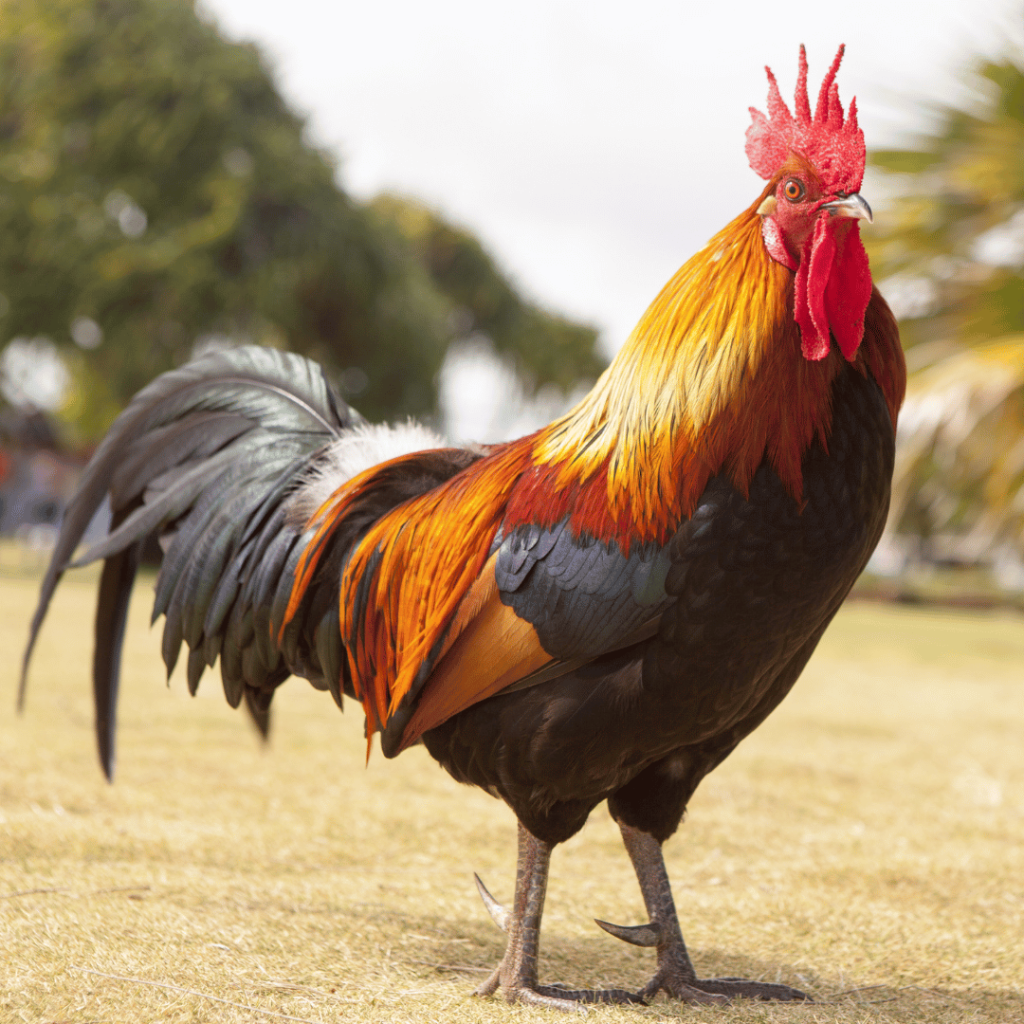 Quelle est l'origine de l'animal totem ? Pour la France, c’est le coq symbole de courage et de fierté qui en est l’emblème. 