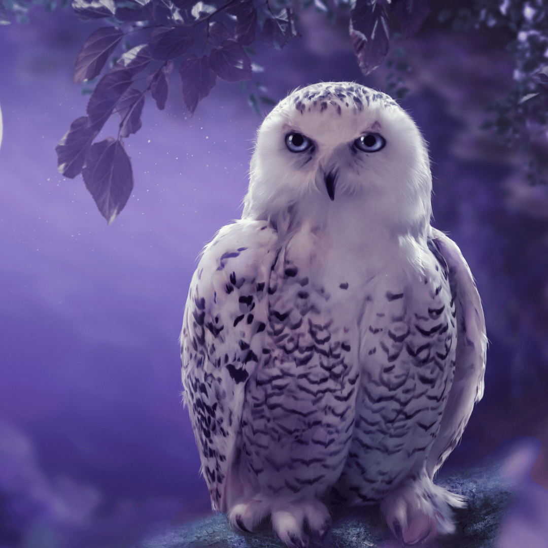 Le totem de la chouette : Il symbolise tout comme le hibou : la sagesse, la clairvoyance et la connaissance. Fréquemment associée à la magie et la sorcellerie, la chouette est un totem mystique. Il vous guide en aiguisant votre discernement et votre intuition. Il partage avec vous sa curiosité naturelle, son sens de l’observation ainsi que sa discrétion. Le totem de la chouette est souvent celui des médiums, mages, scientifiques et des journalistes.