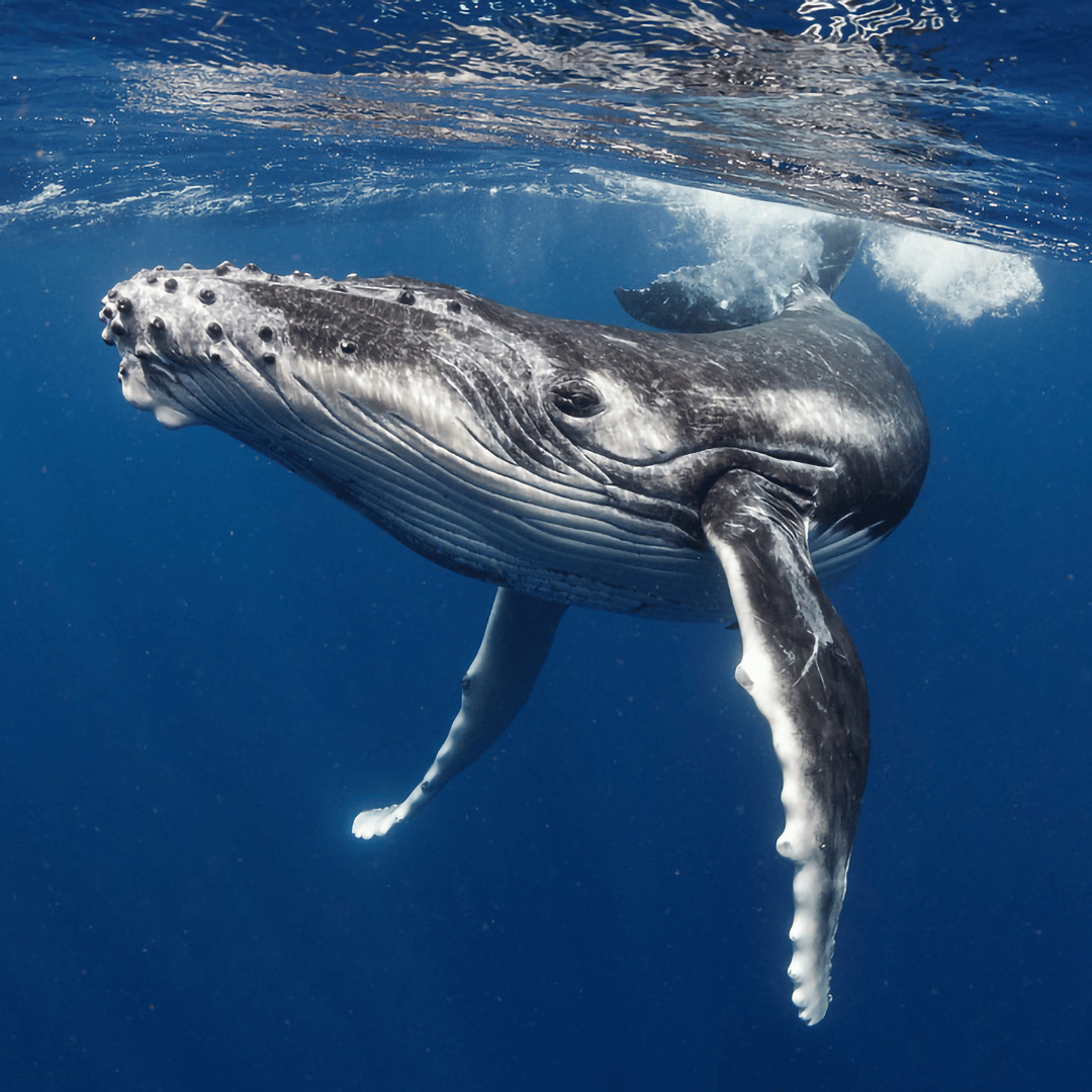 Le totem de la baleine symbolise la sagesse de l’humanité, l’amour et la paix universelle. C’est un totem spirituel qui vous aide à obéir à votre voix intérieure et à évoluer en ayant confiance en vous. Le totem de la baleine vous guérit de vos blessures émotionnelles et vous guide sur le chemin du succès.