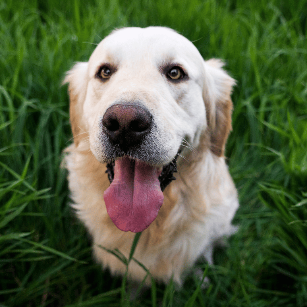 Le totem du chien symbolise la loyauté, la gentillesse et la protection. Le chien est loyal et vous prévient lorsque de mauvaises rencontres ou lorsque des situations négatives sont imminentes. Il vous apporte un soutien et de l’amour inconditionnel avec son grand cœur. L’animal totem du chien partage avec vous sa clairvoyance, sa gaieté, sa persévérance, son attachement à la famille et aux amis.