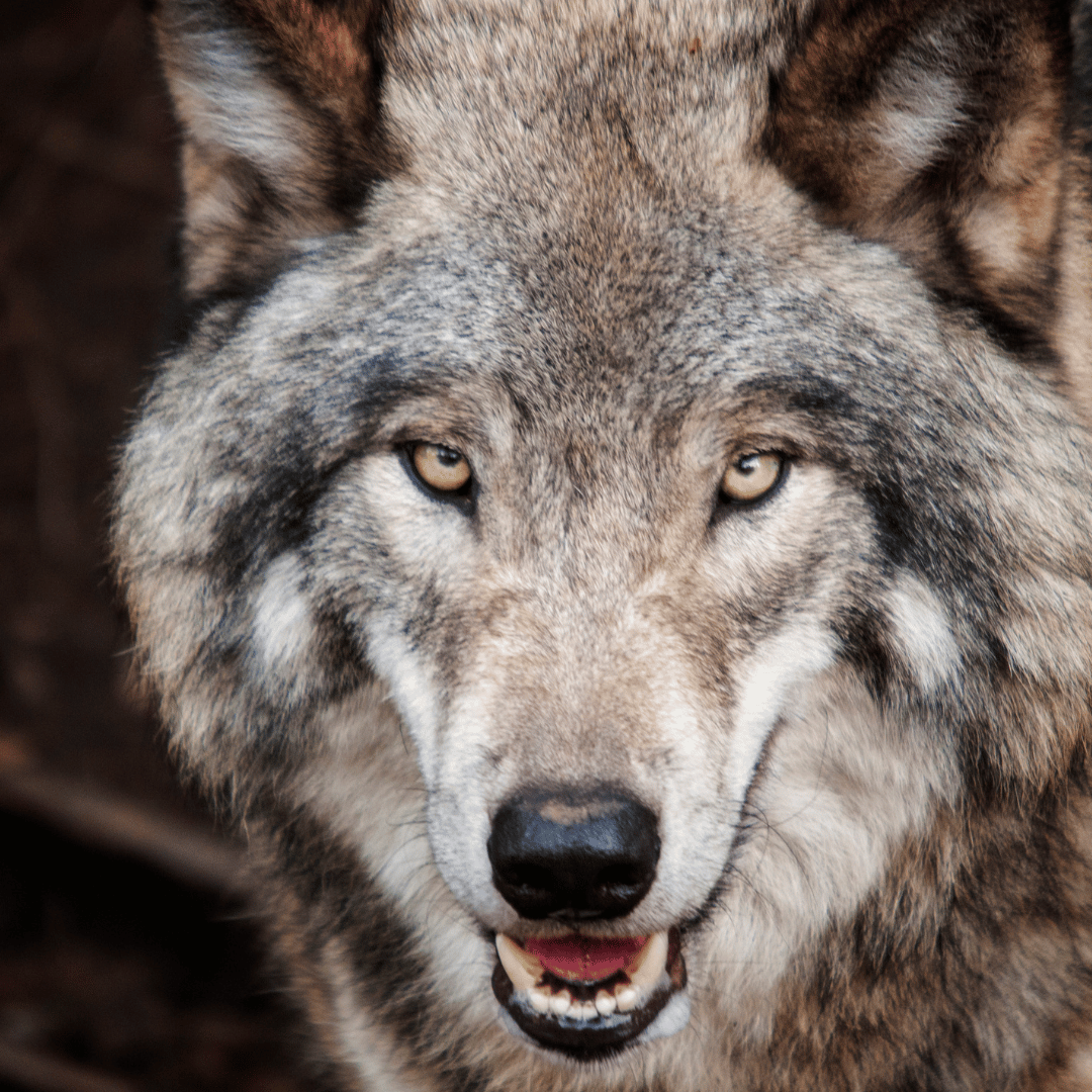 Le totem du loup symbolise la liberté, l’intelligence, la bravoure et la sagesse. Le loup est le maître incontesté des animaux totems tant sur le plan spirituel que terrestre. Son instinct et son sens de la famille vous aident à rester fidèle à vos valeurs, à vos proches et à vos amis tout en gardant une part d’individualité. Le totem du loup vous enseigne la tolérance et vous aide à obtenir une liberté d’action.