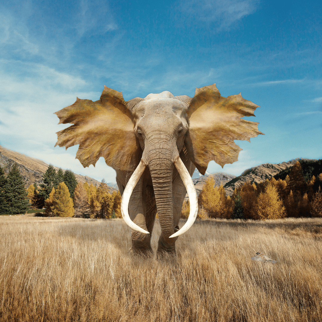 Le totem de l'éléphant symbolise la maturité, l’accomplissement et l’empathie. L’éléphant est un animal majestueux présentant un altruisme prononcé ainsi qu’une immense sagesse. Le totem de l’éléphant vous guide grâce à sa connexion avec le Divin. Il encourage à entretenir ou à renforcer des liens avec votre clan et à entrer dans la résilience. Ce totem partage avec vous sa tempérance, son intuition, sa patience et sa capacité à gérer les émotions même en pleine tempête.