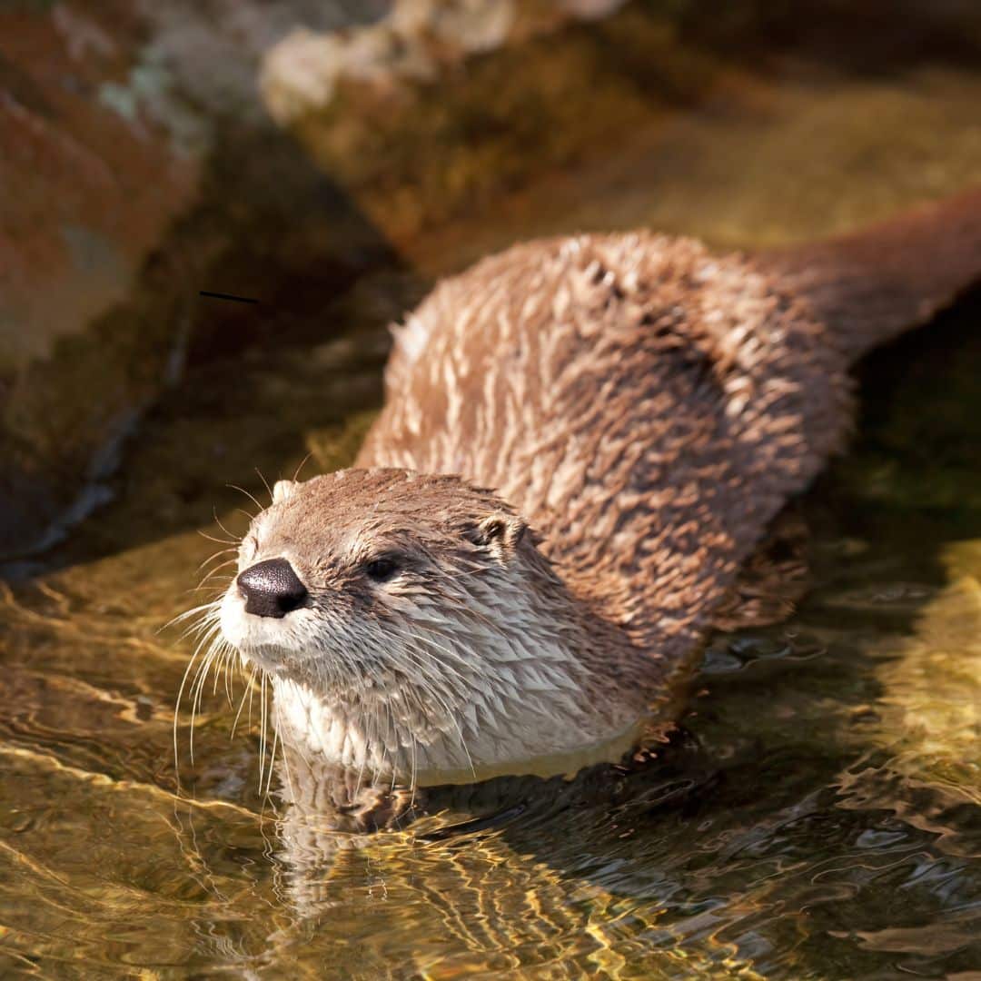 Loutre nageant dans une rivière, animal totem spirituel des personnes nées entre le 20 janvier et le 18 février, symbole d’originalité, solidarité et imagination.